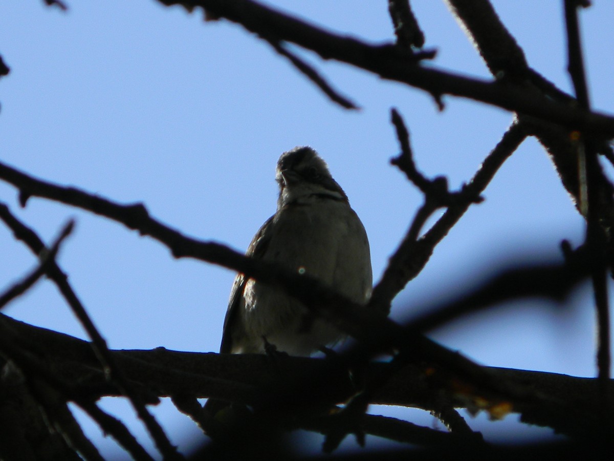 Rufous-collared Sparrow - ML643595208