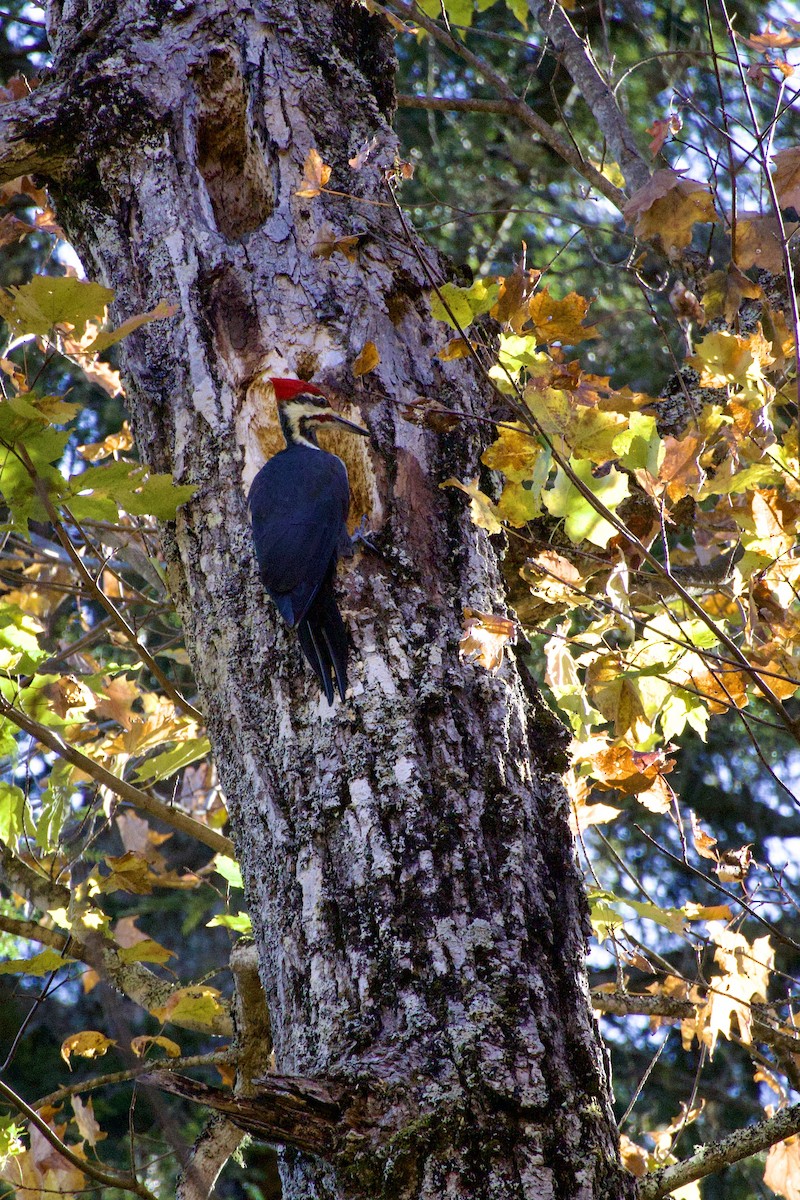 Pileated Woodpecker - ML643595210