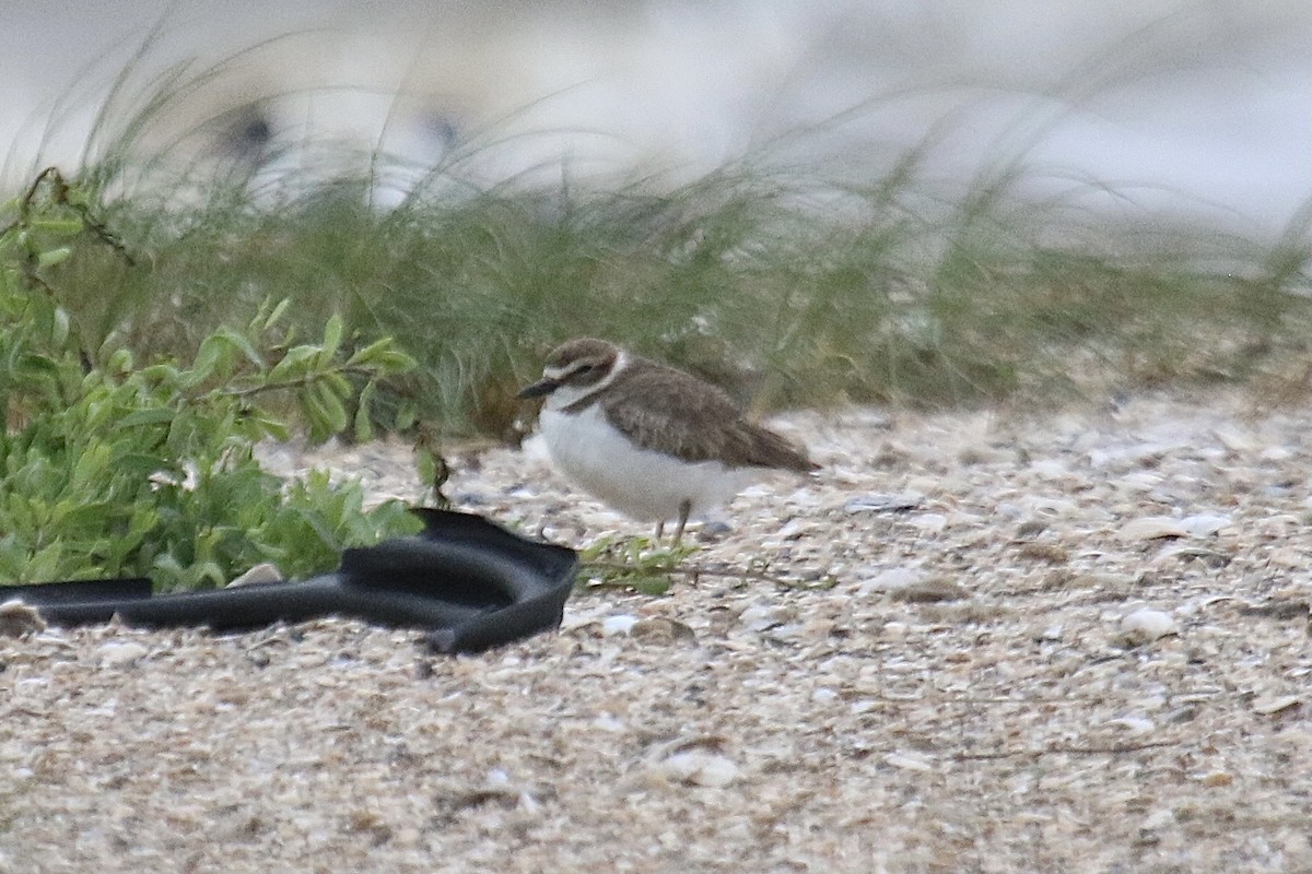 Wilson's Plover - ML643595211