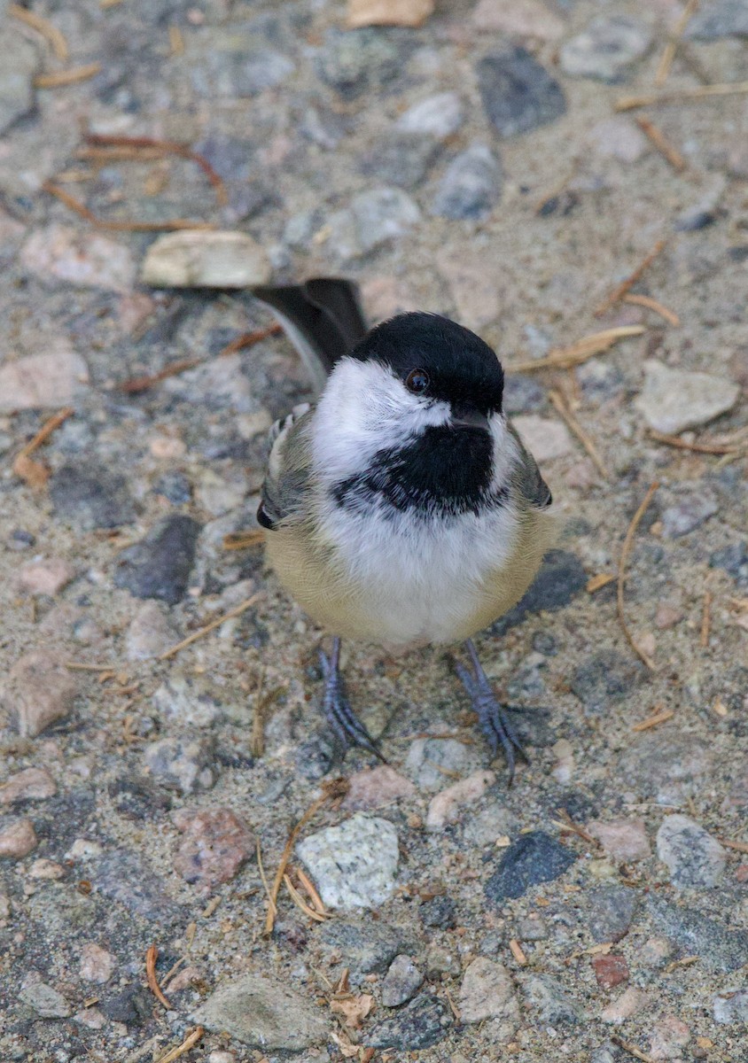 Black-capped Chickadee - ML643595215