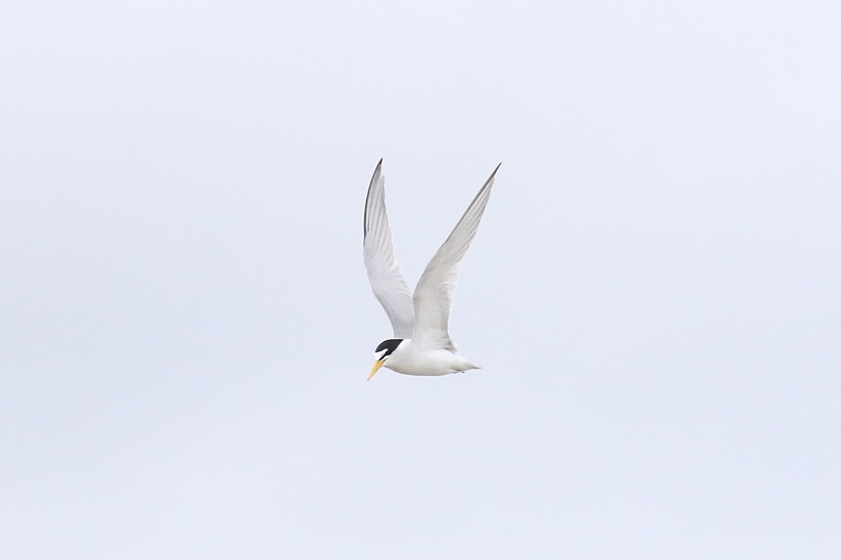 Least Tern - ML643595217