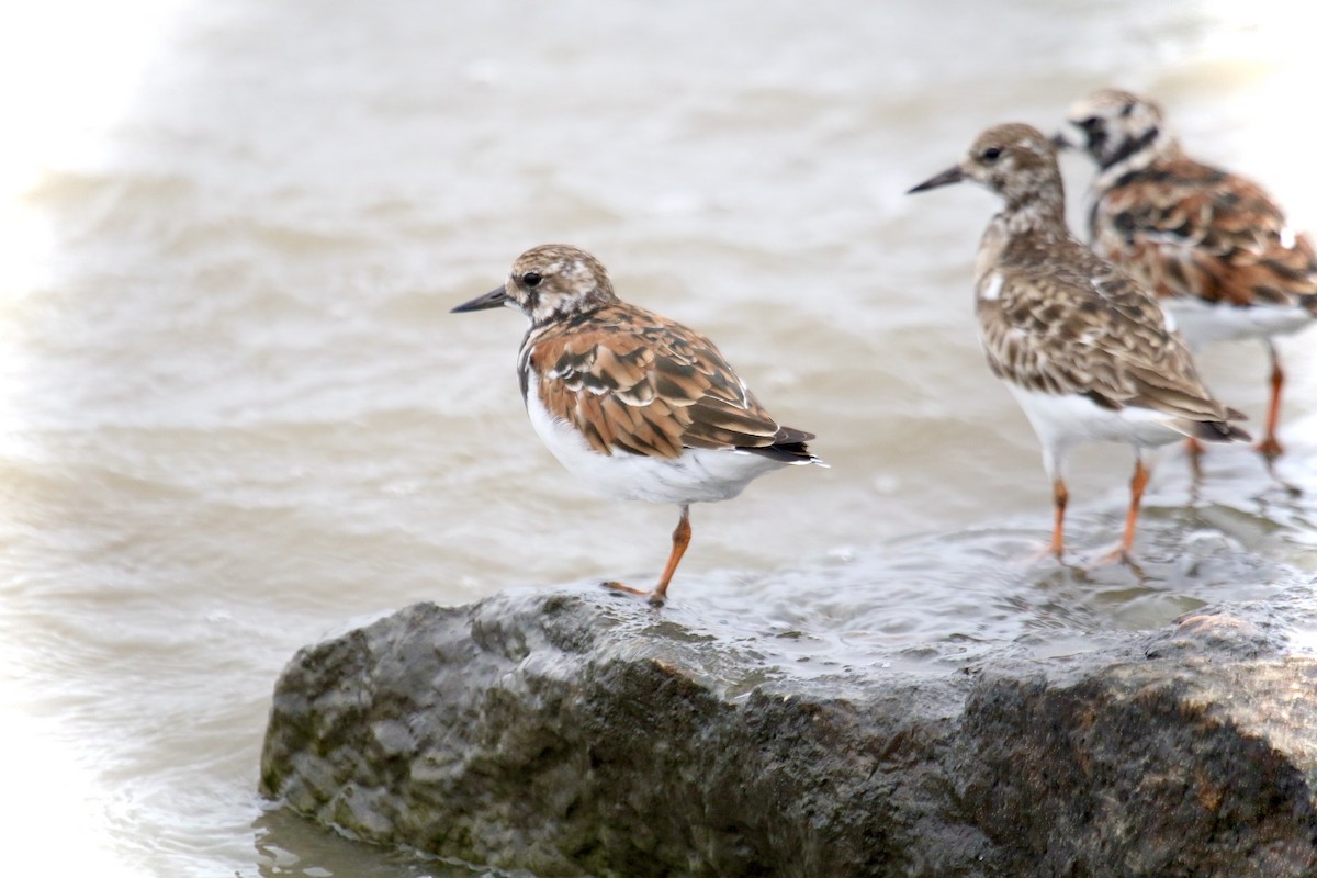 Ruddy Turnstone - ML643595222