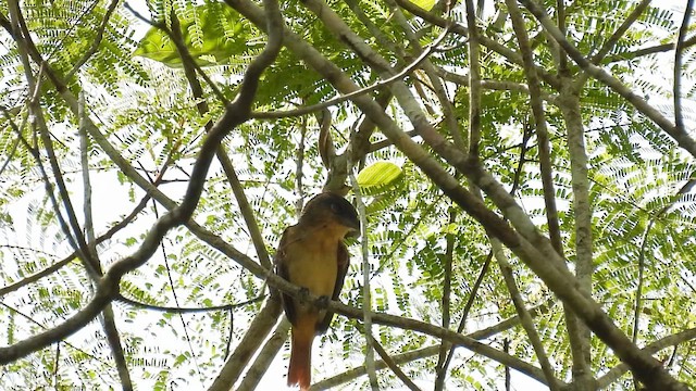 Pink-throated Becard - ML643595229