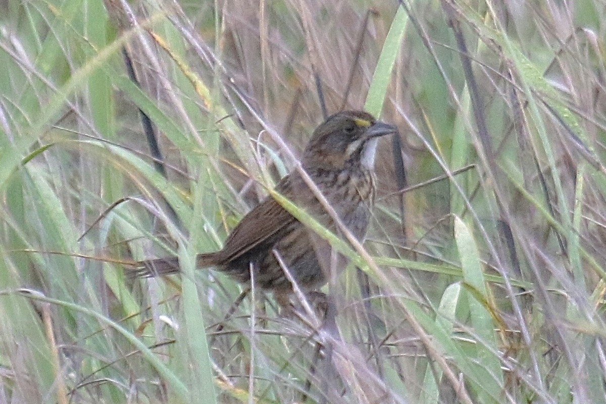 Seaside Sparrow - ML643595233