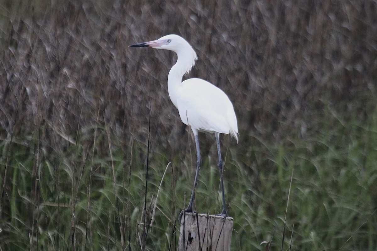Reddish Egret - ML643595242