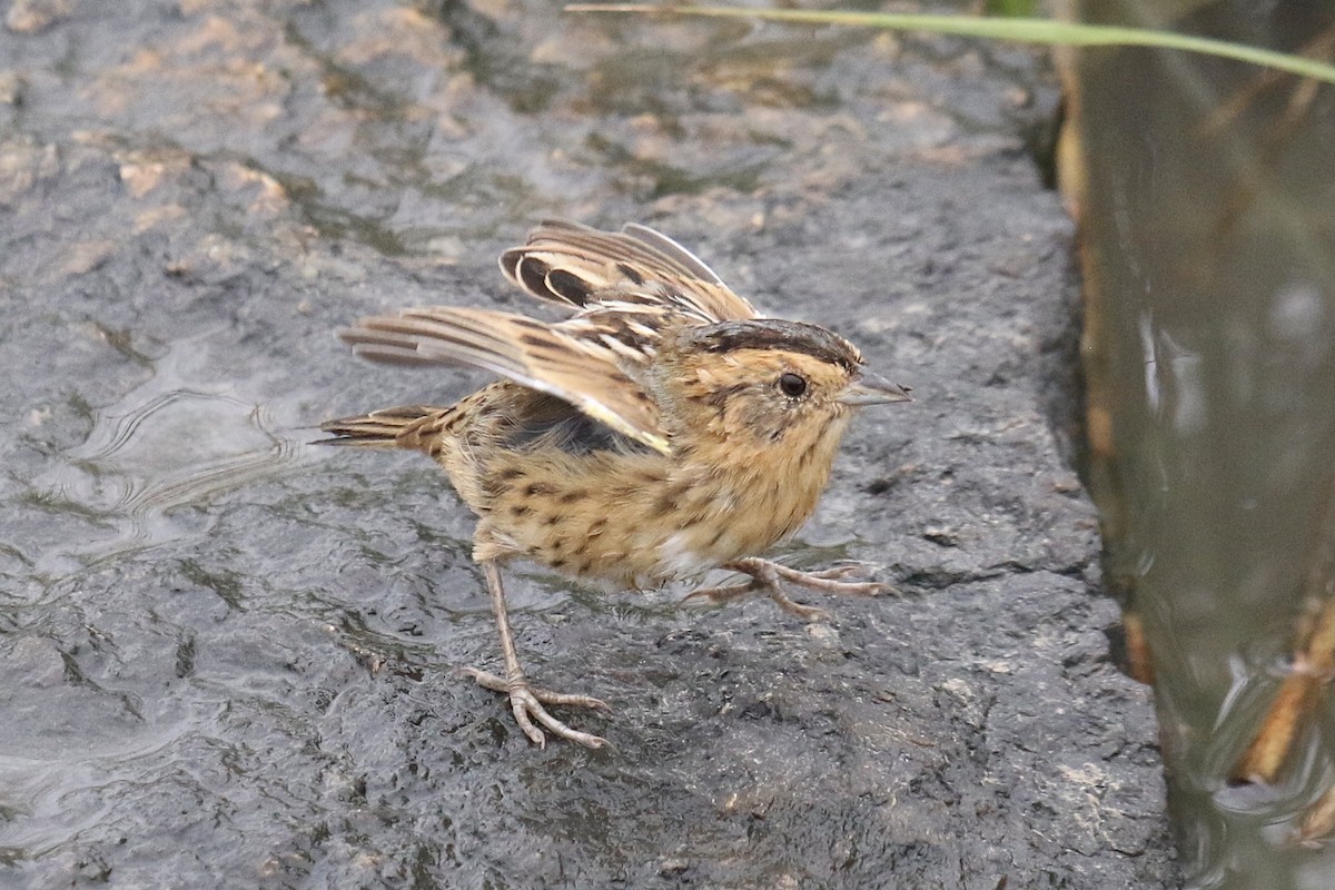 Nelson's Sparrow - ML643595250