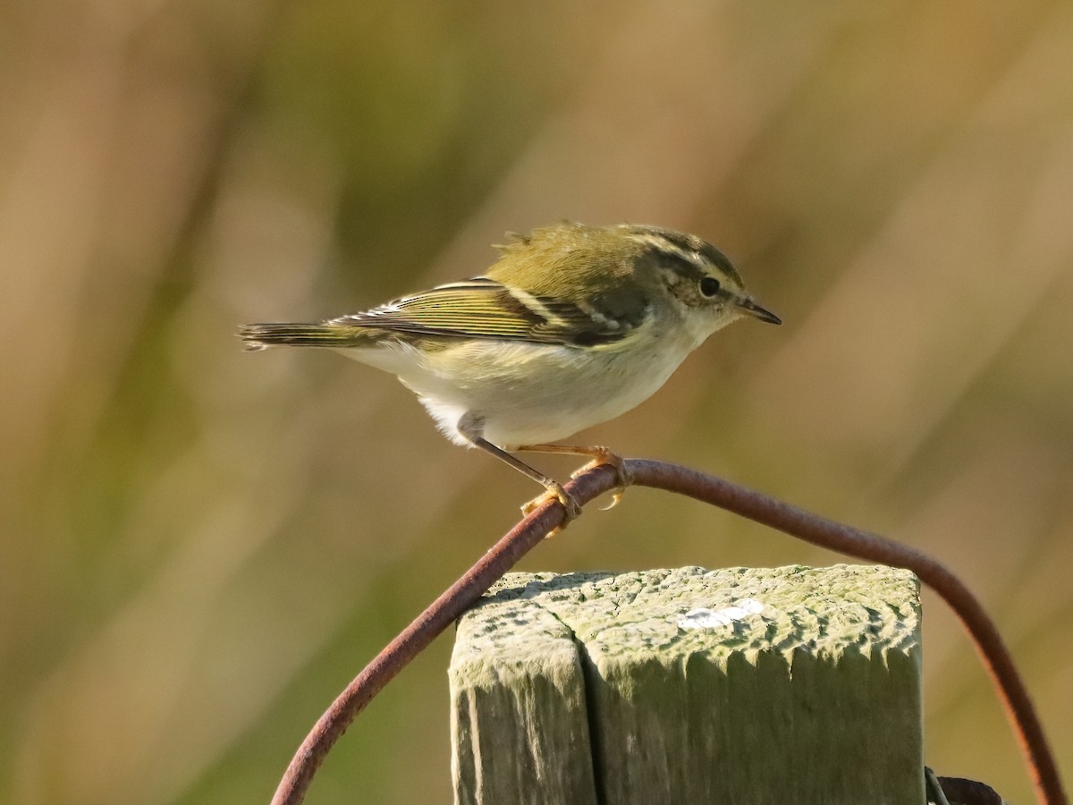 Yellow-browed Warbler - ML643595267