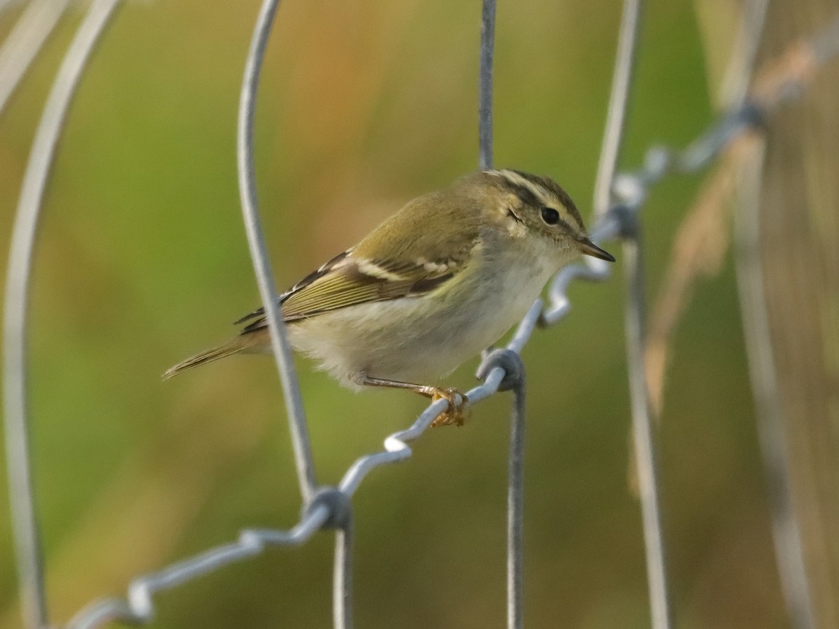 Yellow-browed Warbler - ML643595269