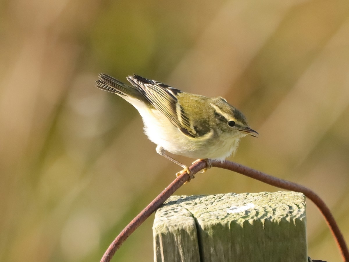 Yellow-browed Warbler - ML643595270