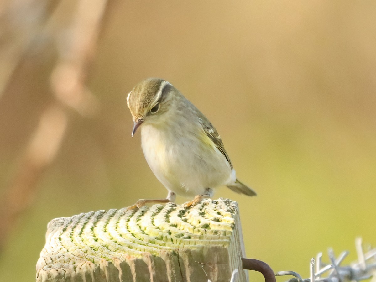 Yellow-browed Warbler - ML643595271