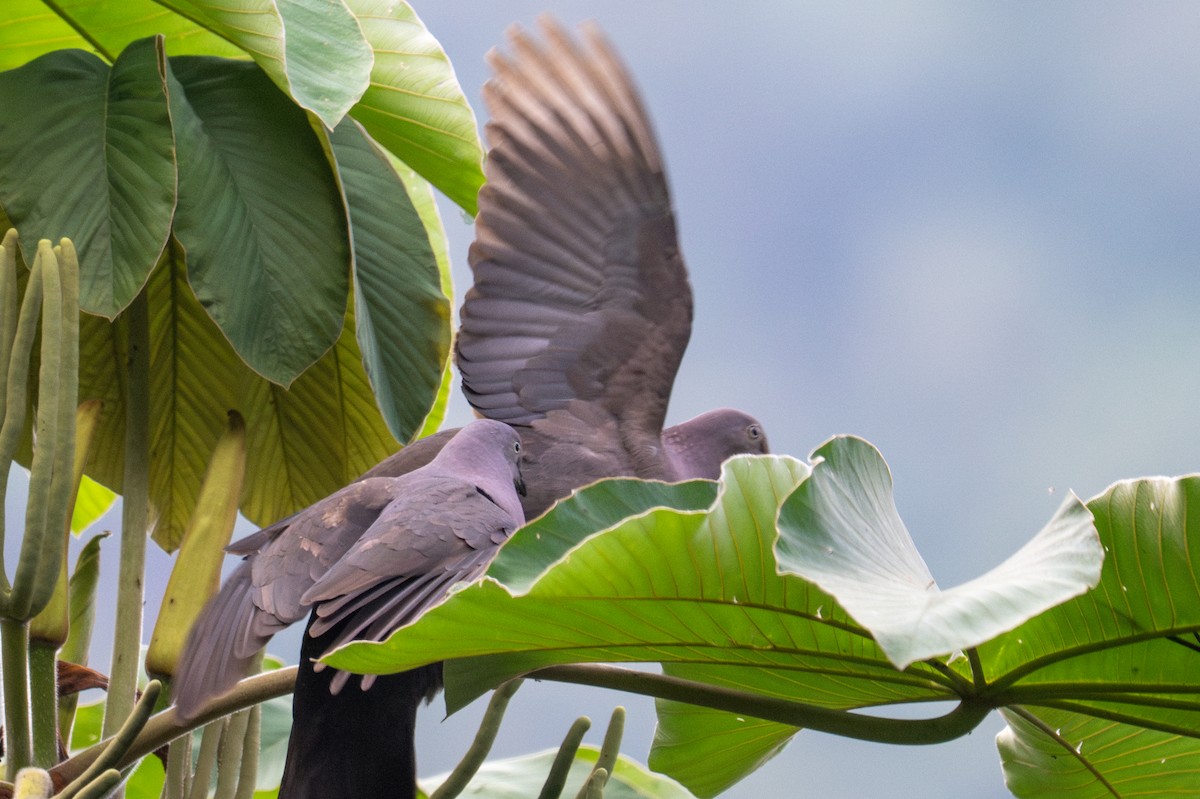 Plumbeous Pigeon - ML643595286
