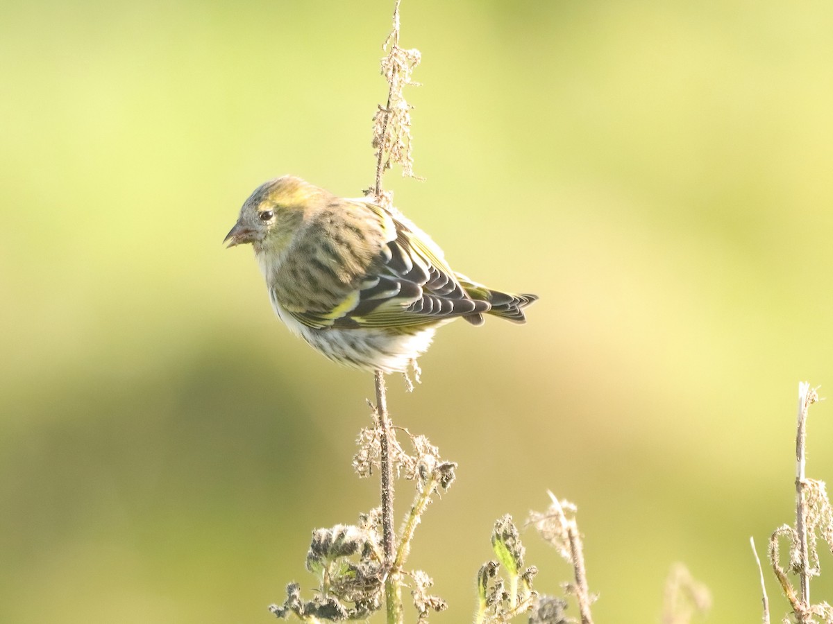 Eurasian Siskin - ML643595334