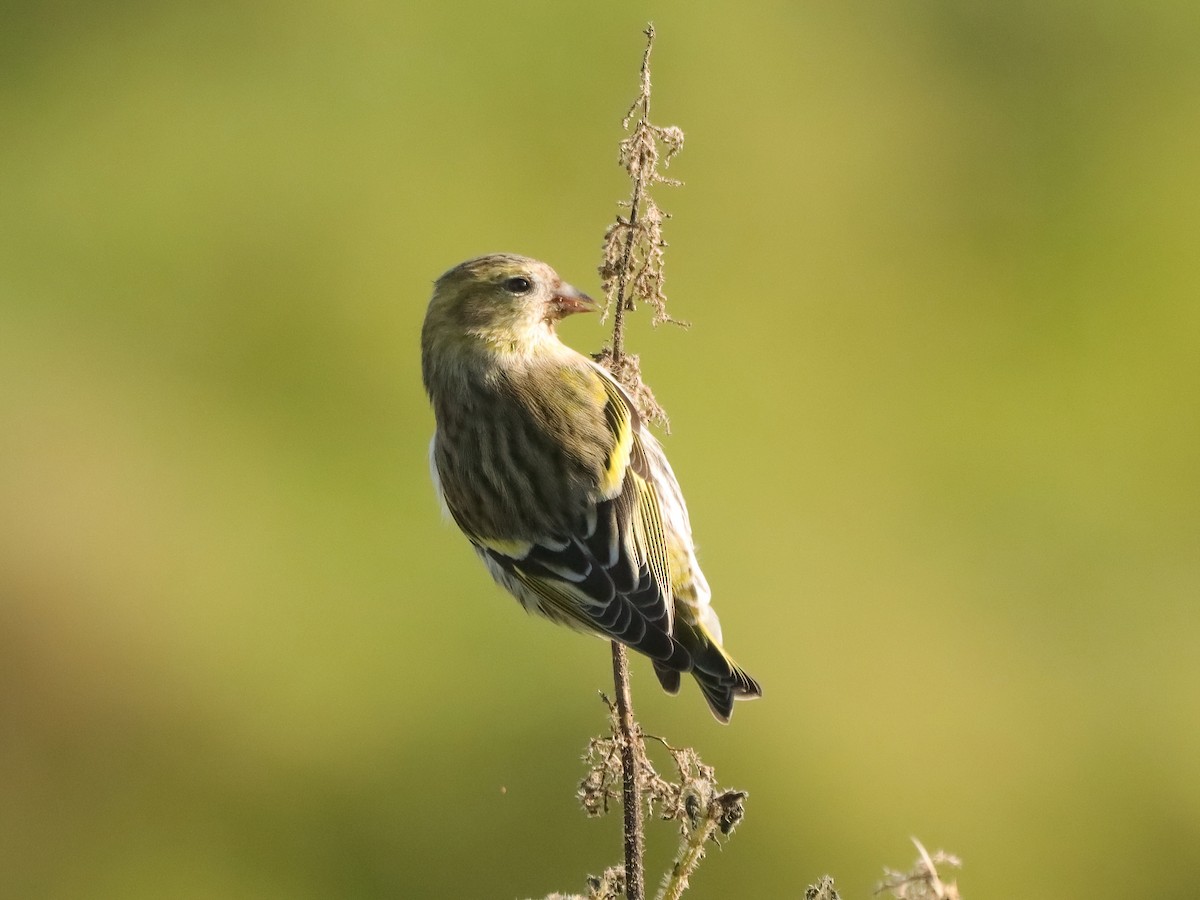Eurasian Siskin - ML643595335