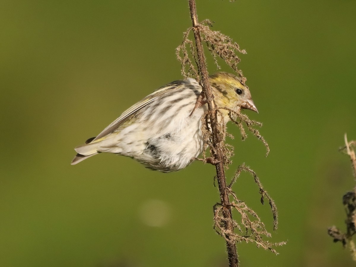 Eurasian Siskin - ML643595336