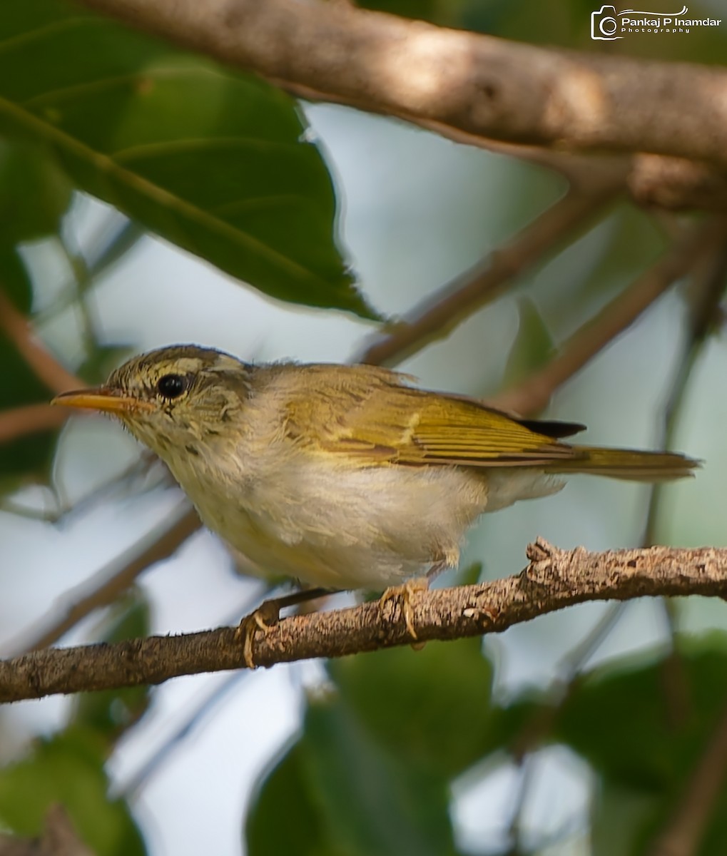 Western Crowned Warbler - ML643595373