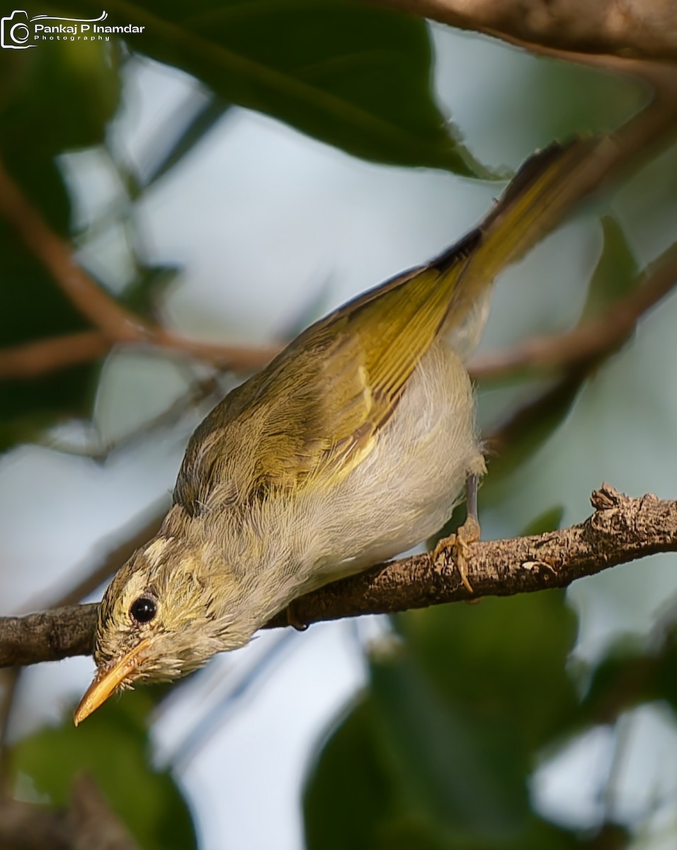 Western Crowned Warbler - ML643595376