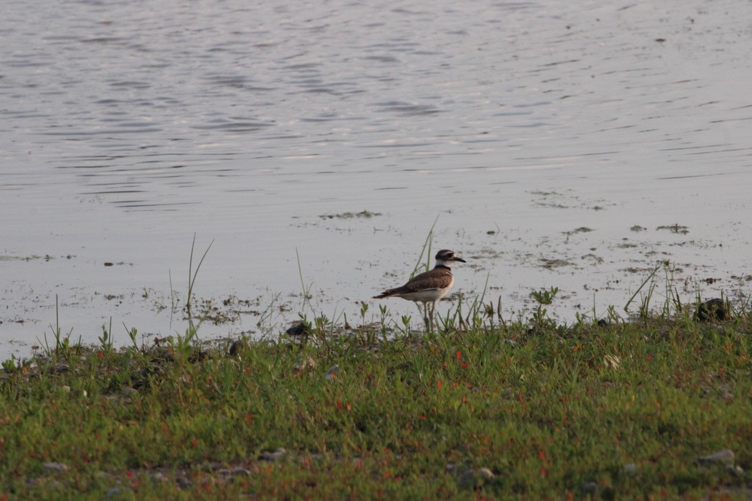 Killdeer - ML643595401