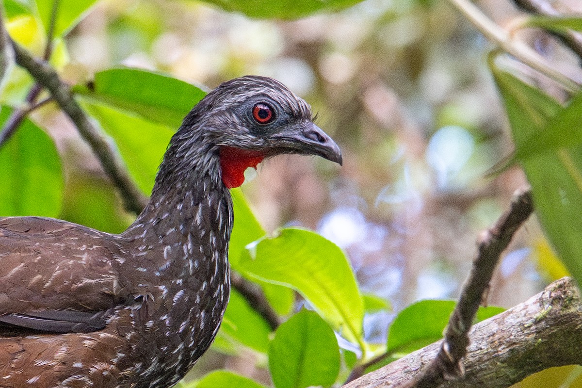 Andean Guan - ML643595404