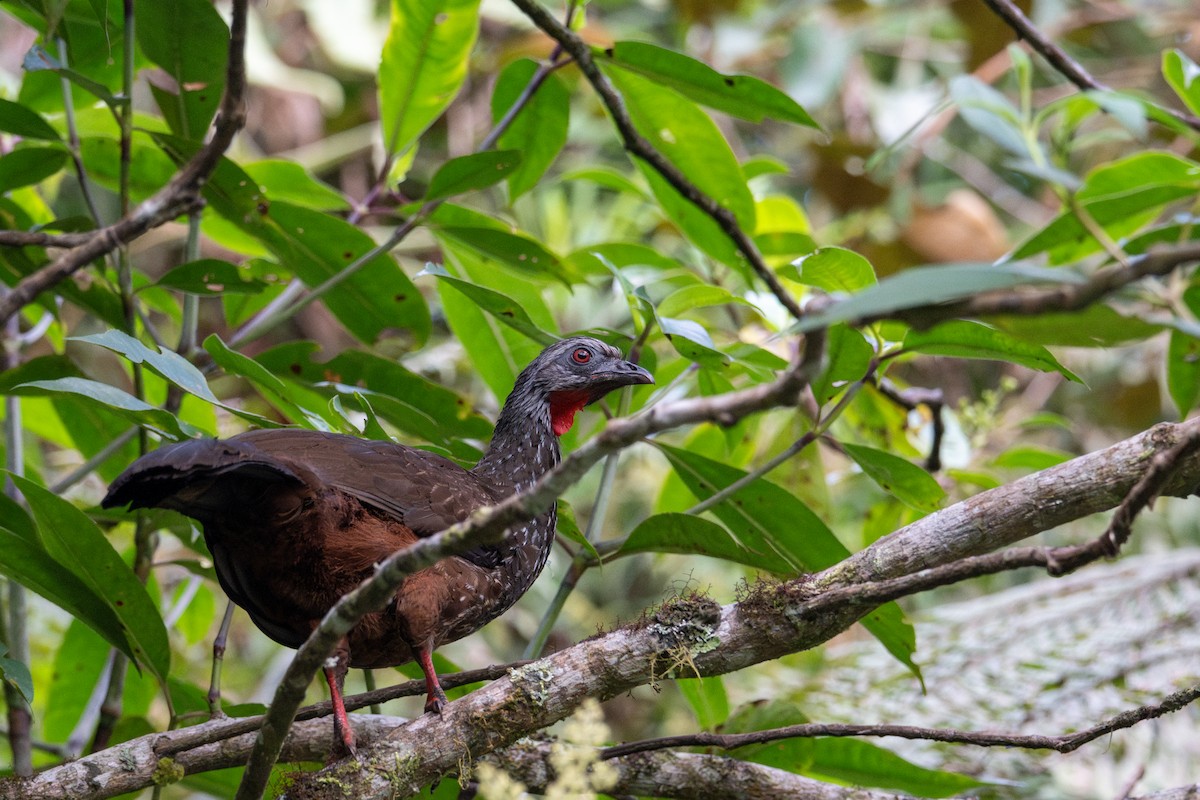 Andean Guan - ML643595407