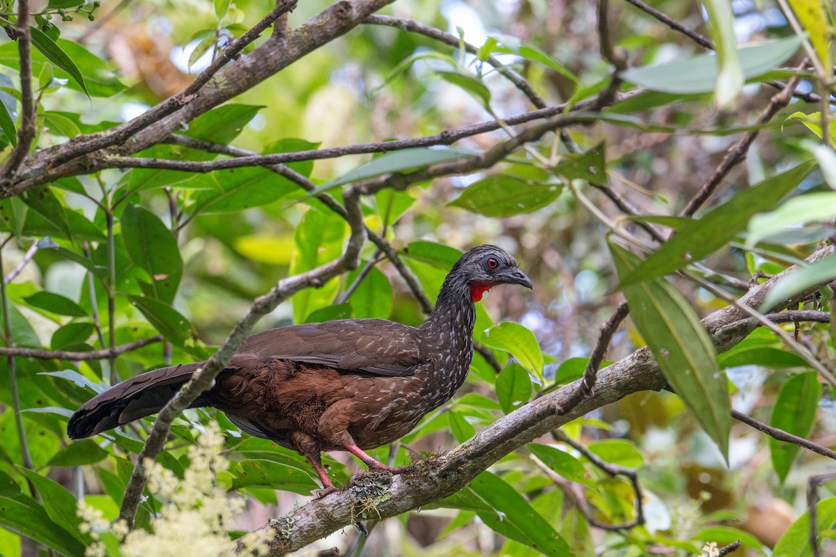 Andean Guan - ML643595408