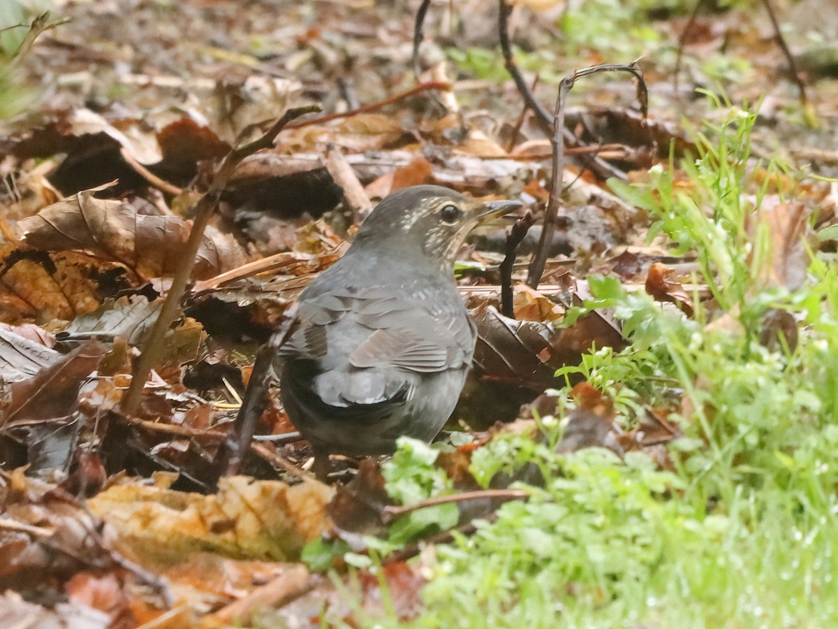 Grive de Sibérie - ML643595413