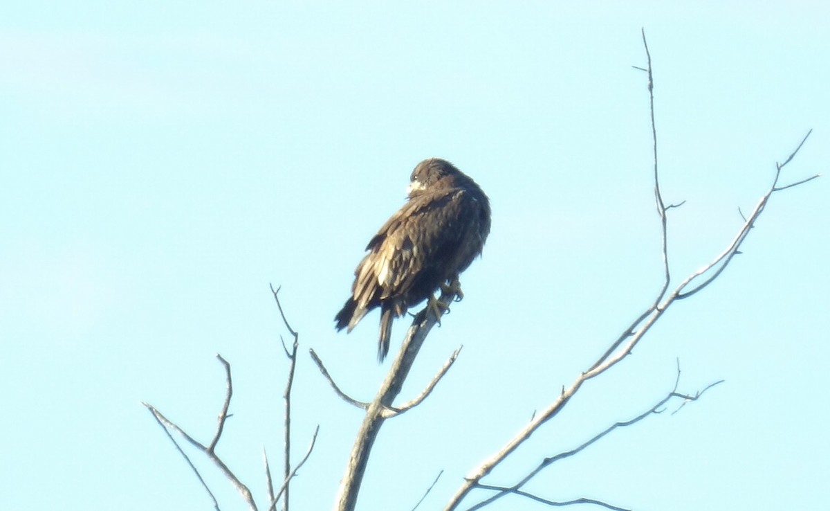 Weißkopf-Seeadler - ML643595415