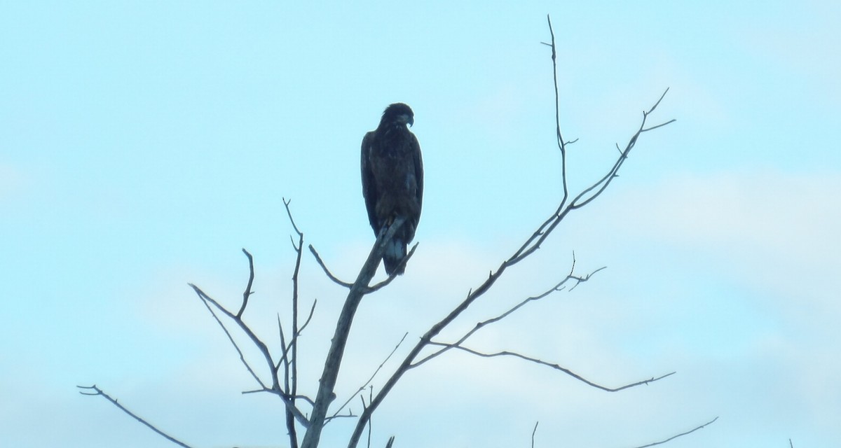 Weißkopf-Seeadler - ML643595416