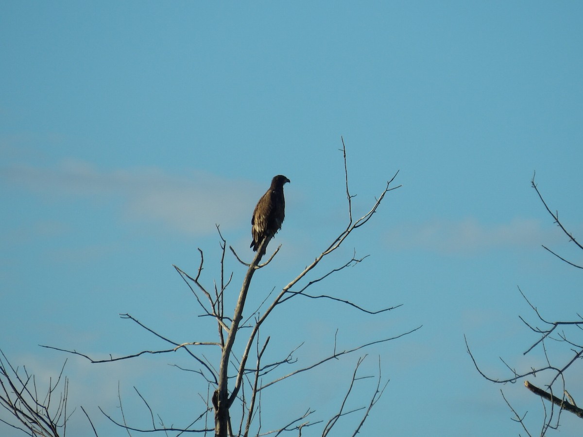 Weißkopf-Seeadler - ML643595417