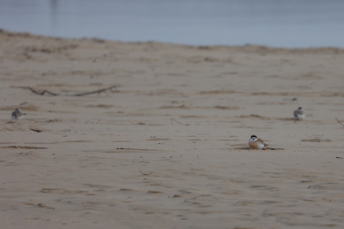 White-fronted Plover - ML643595419