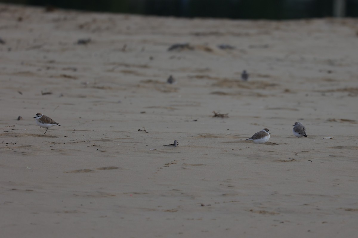 White-fronted Plover - ML643595420