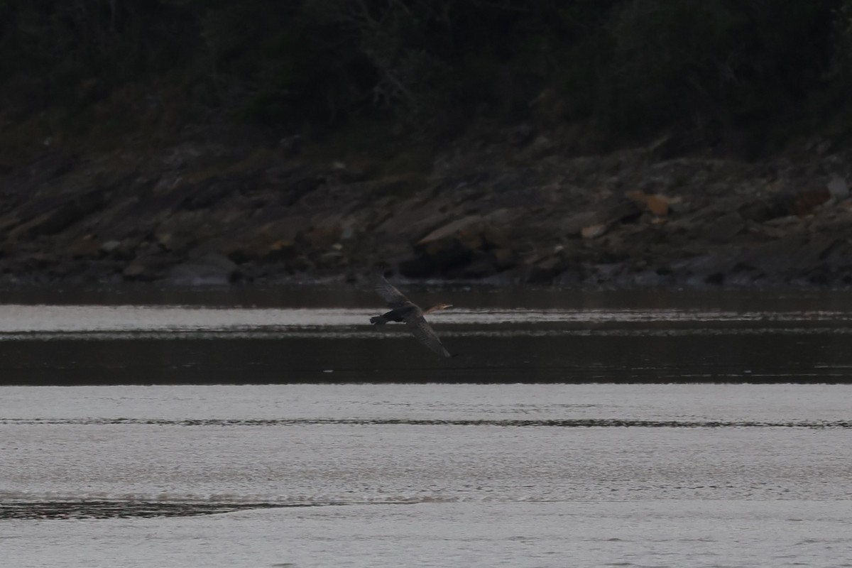 Reed Cormorant - ML643595425