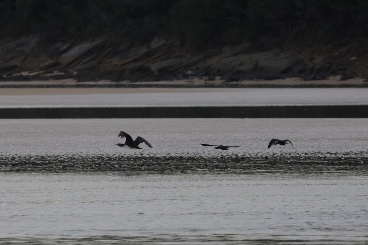 Great Cormorant (White-breasted) - ML643595431