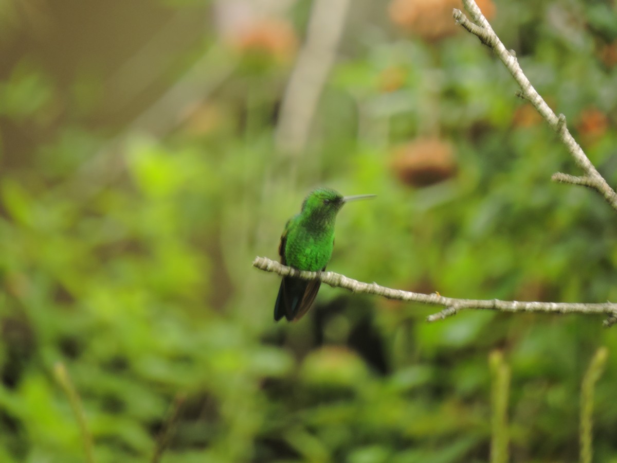 Canivet's Emerald - ML643595432