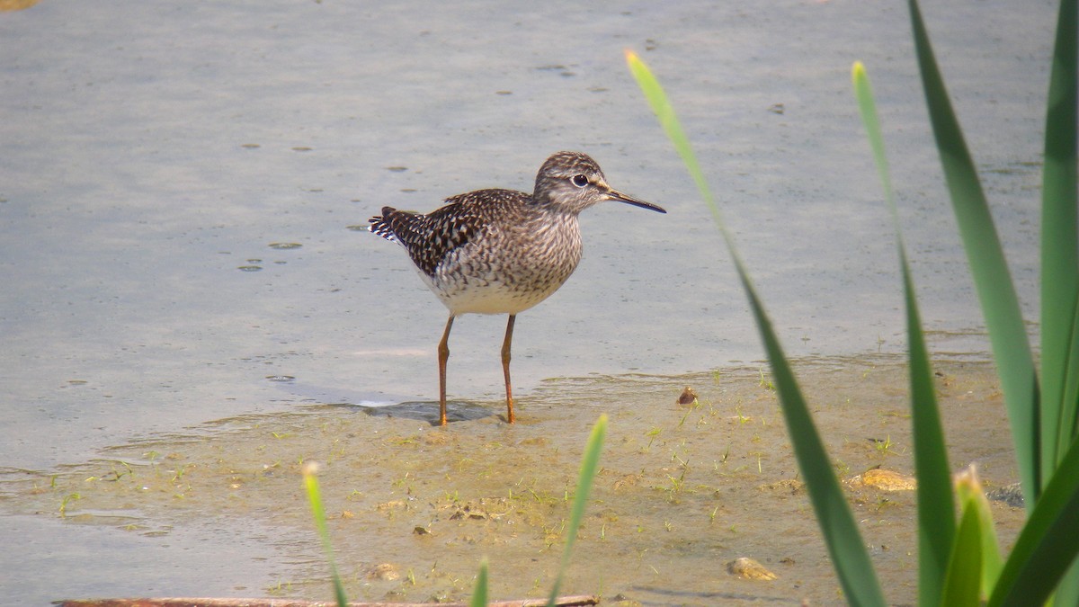 Wood Sandpiper - ML643595451
