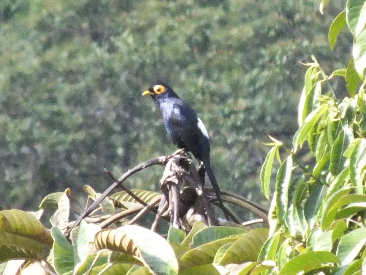 Apo Myna - ML643595462
