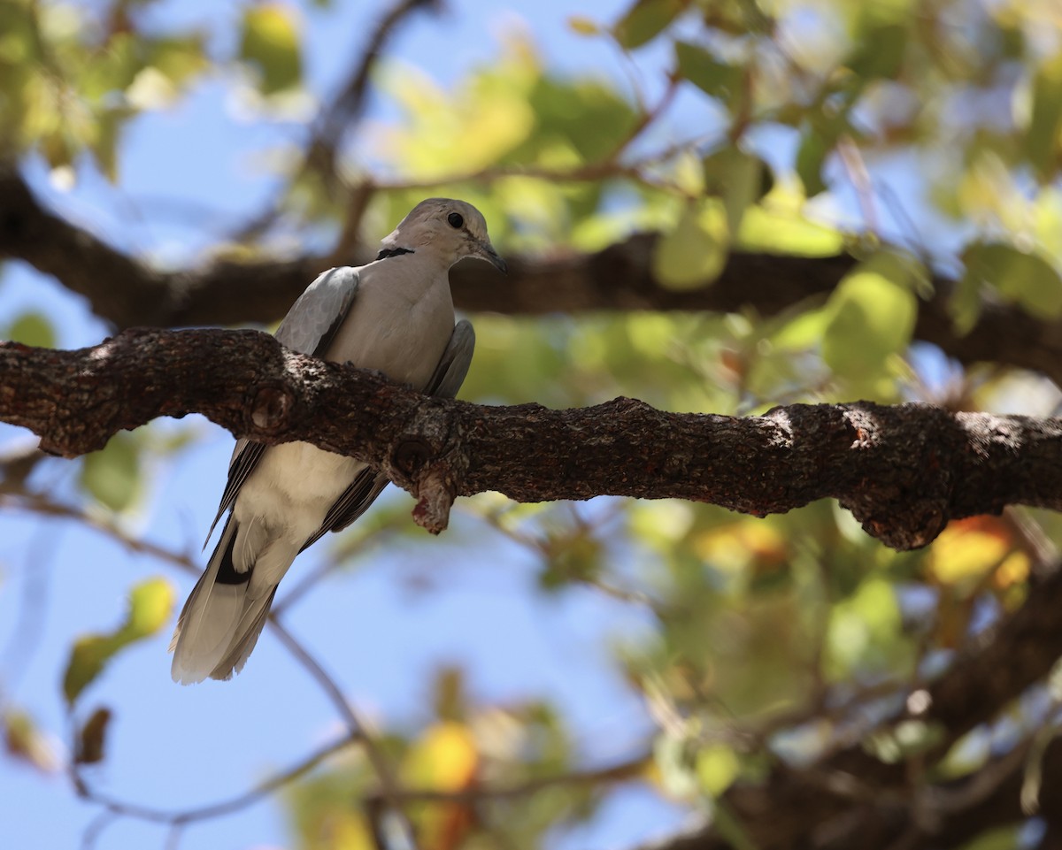 Ring-necked Dove - ML643595476