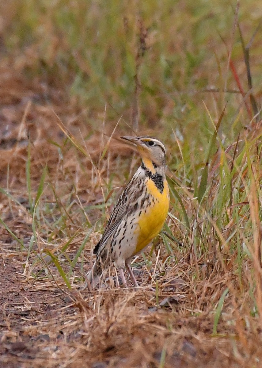 Western Meadowlark - ML643595515