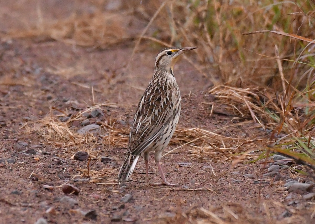 Western Meadowlark - ML643595516