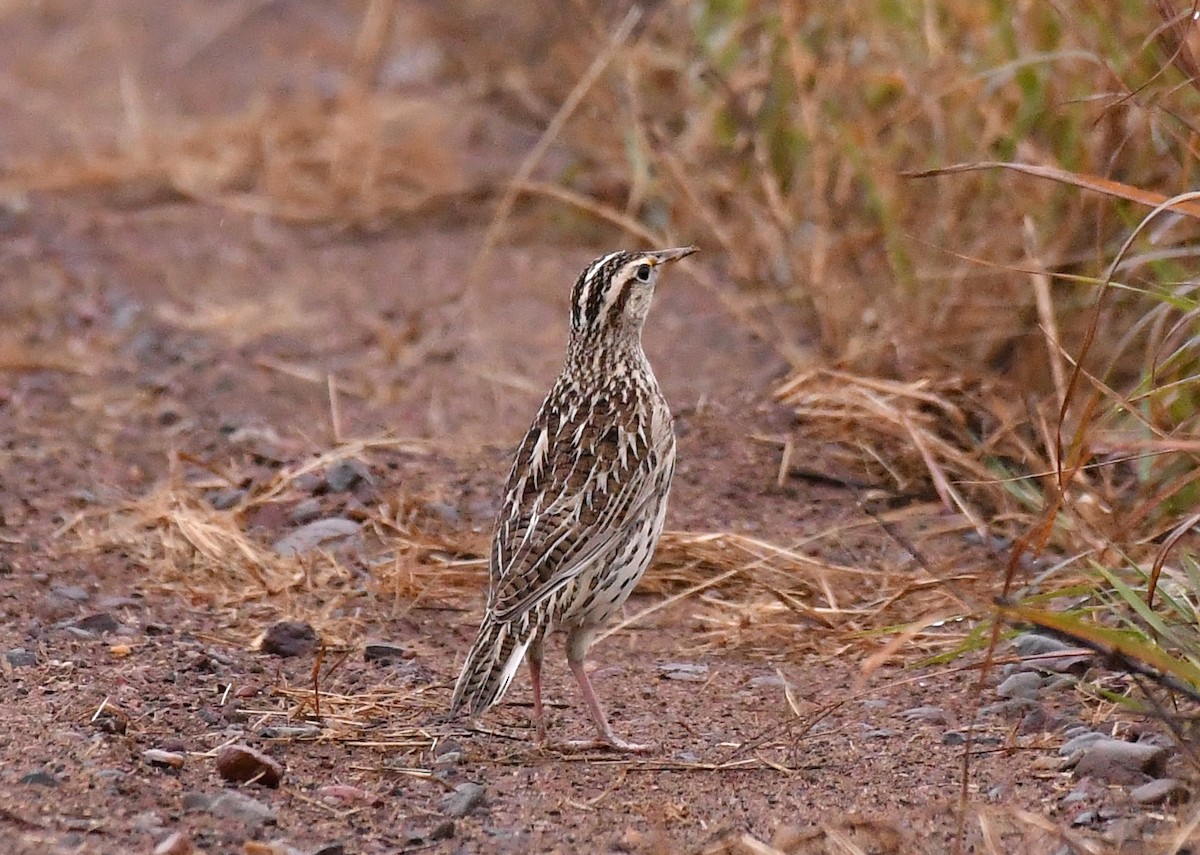 Western Meadowlark - ML643595517