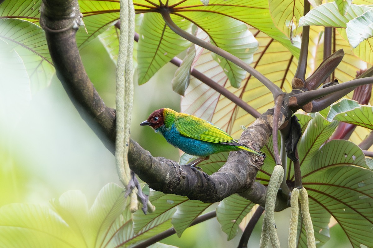 Bay-headed Tanager - ML643595526