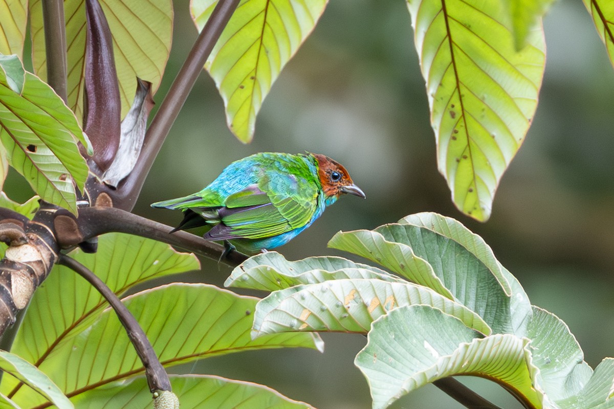Bay-headed Tanager - ML643595527