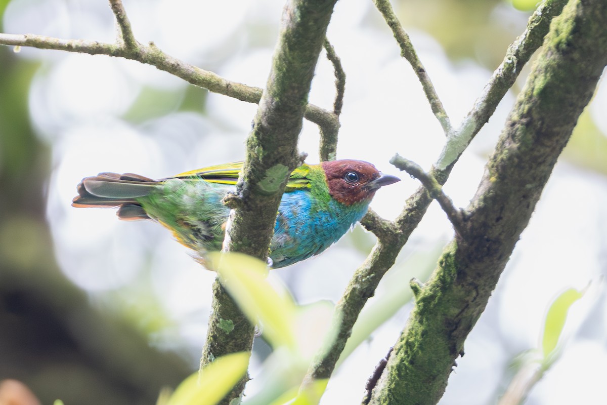 Bay-headed Tanager - ML643595528