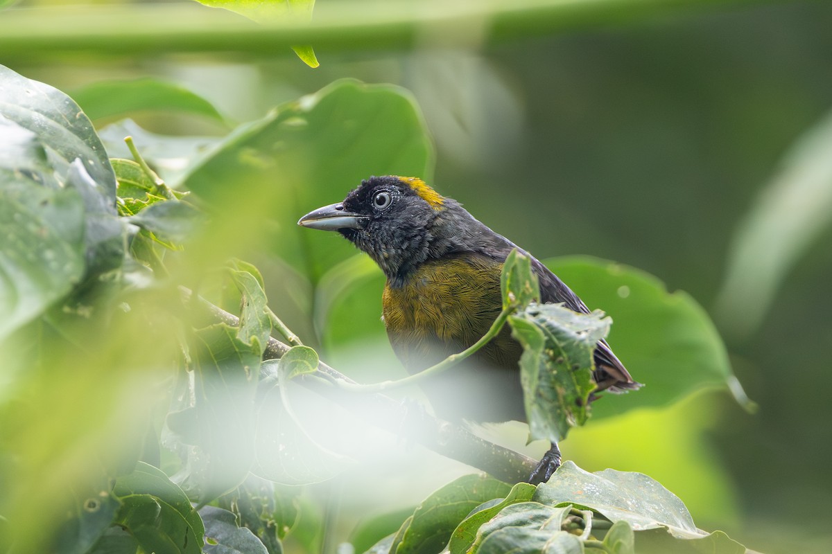 Dusky-faced Tanager - ML643595540