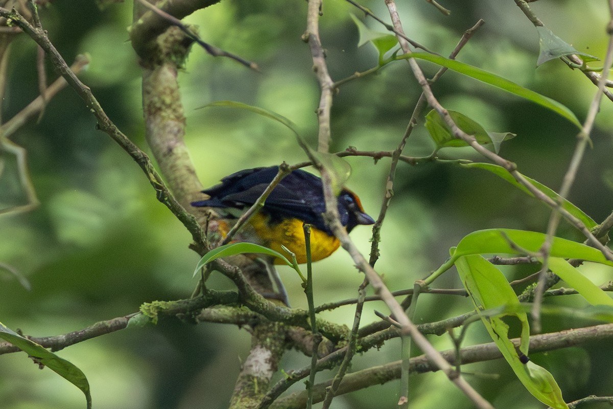 Tawny-capped Euphonia - ML643595541
