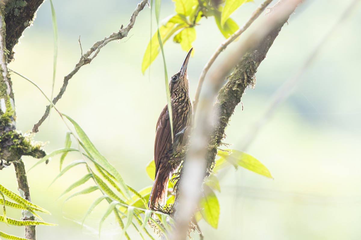 Cocoa Woodcreeper - ML643595548