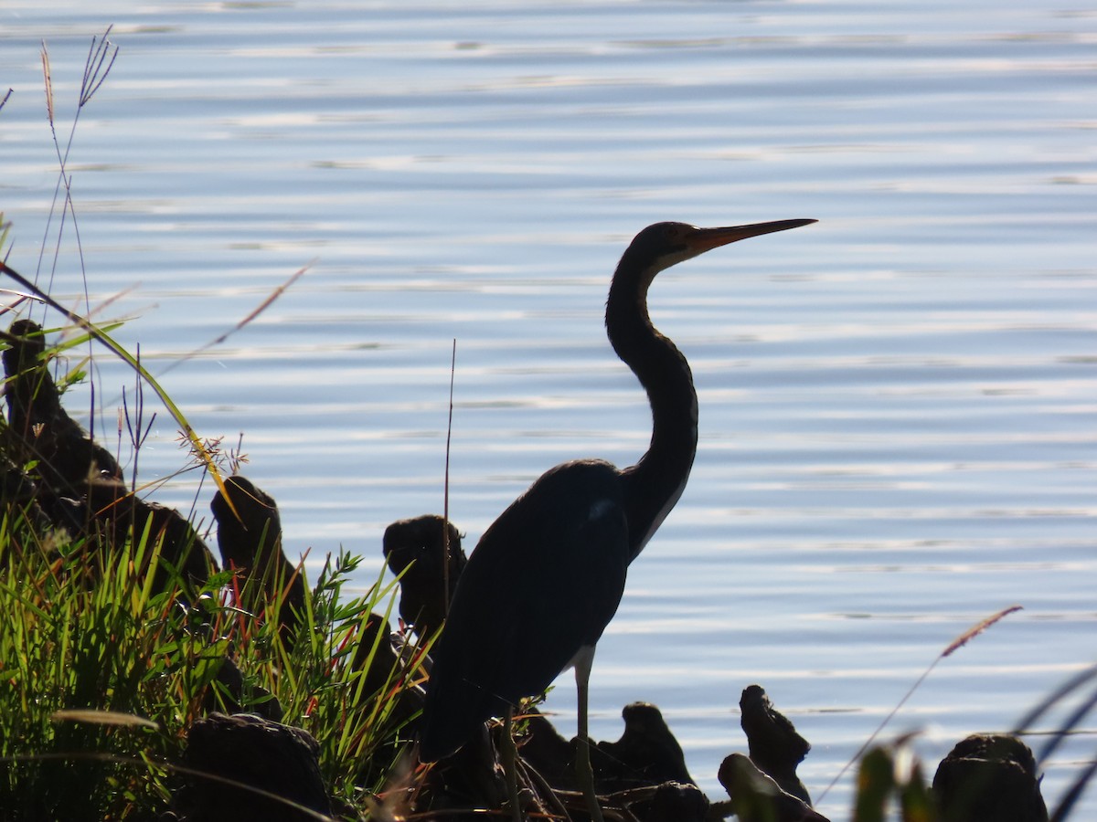 Tricolored Heron - ML643595558