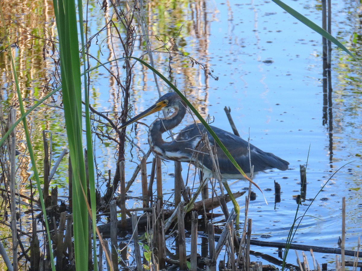 Tricolored Heron - ML643595559