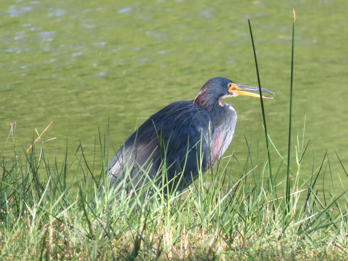 Tricolored Heron - ML643595560