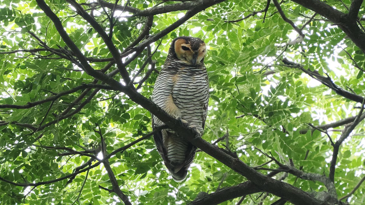 Spotted Wood-Owl - ML643595566
