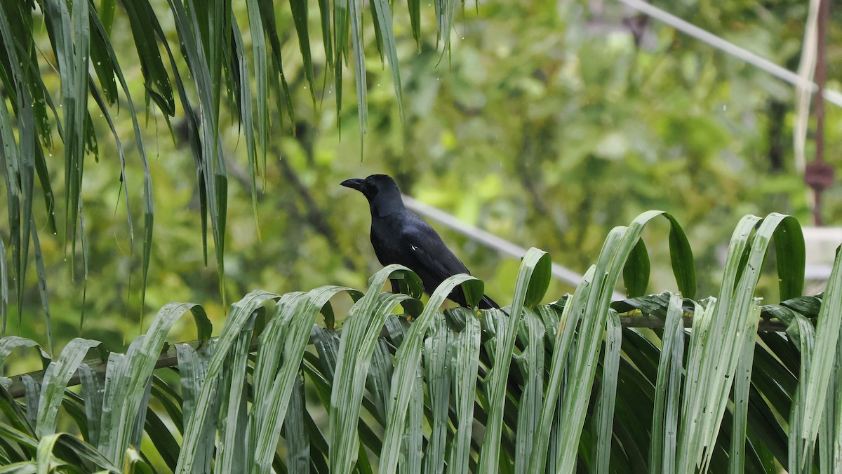 עורב הודי - ML643595588